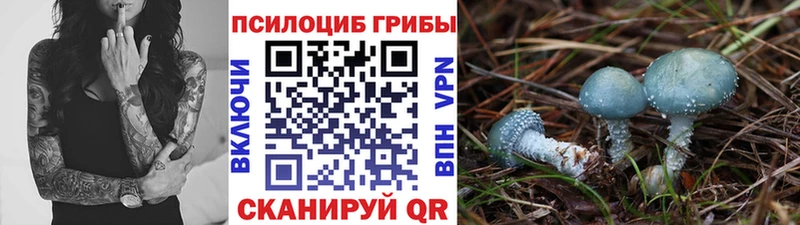 купить   Тверь  KRAKEN ссылка  Псилоцибиновые грибы Magic Shrooms 